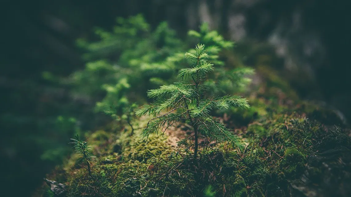 Kleiner Nadelbaumsetzling wächst auf einem bemoosten Waldboden