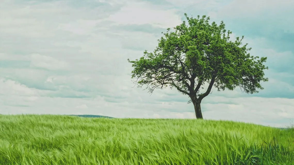 Stattlicher Baum der auf ruhiger Wiese steht.