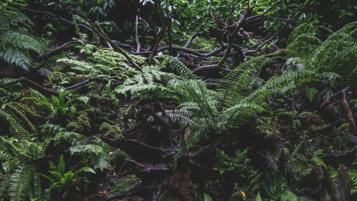 Farnwedel und Wurzeln auf moosbewachsenem, dunklem Waldboden im dichten Unterholz