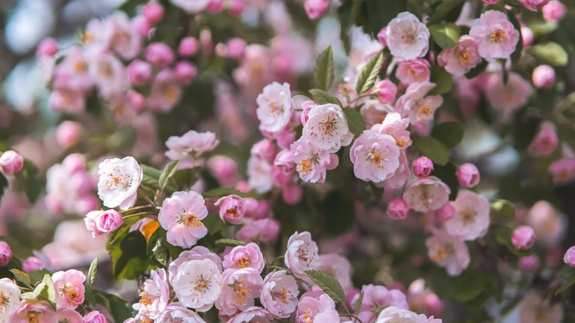 Rosa und weiße Kirschblüten in Nahaufnahme an einem blühenden Ast