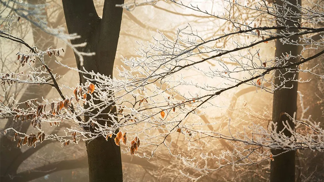 Frostiger Wald