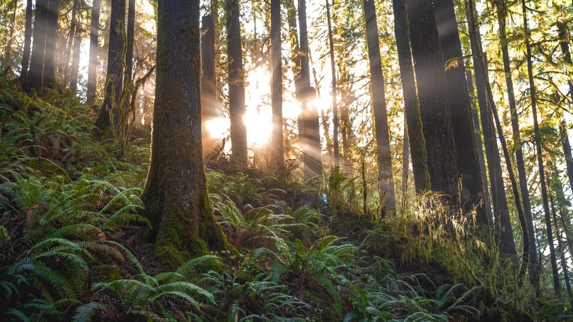 Sonnenstrahlen fallen durch hohe Nadelbäume auf einen farnbewachsenen Waldboden