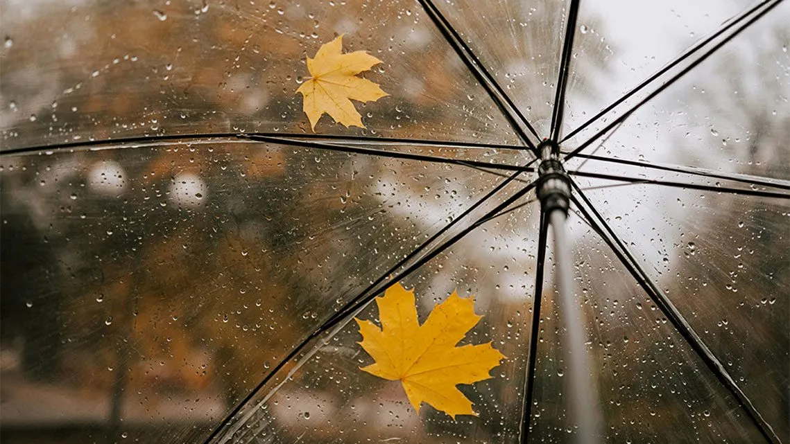 Durchsichtiger Regenschirm mit gelben Blättern und Regentropfen