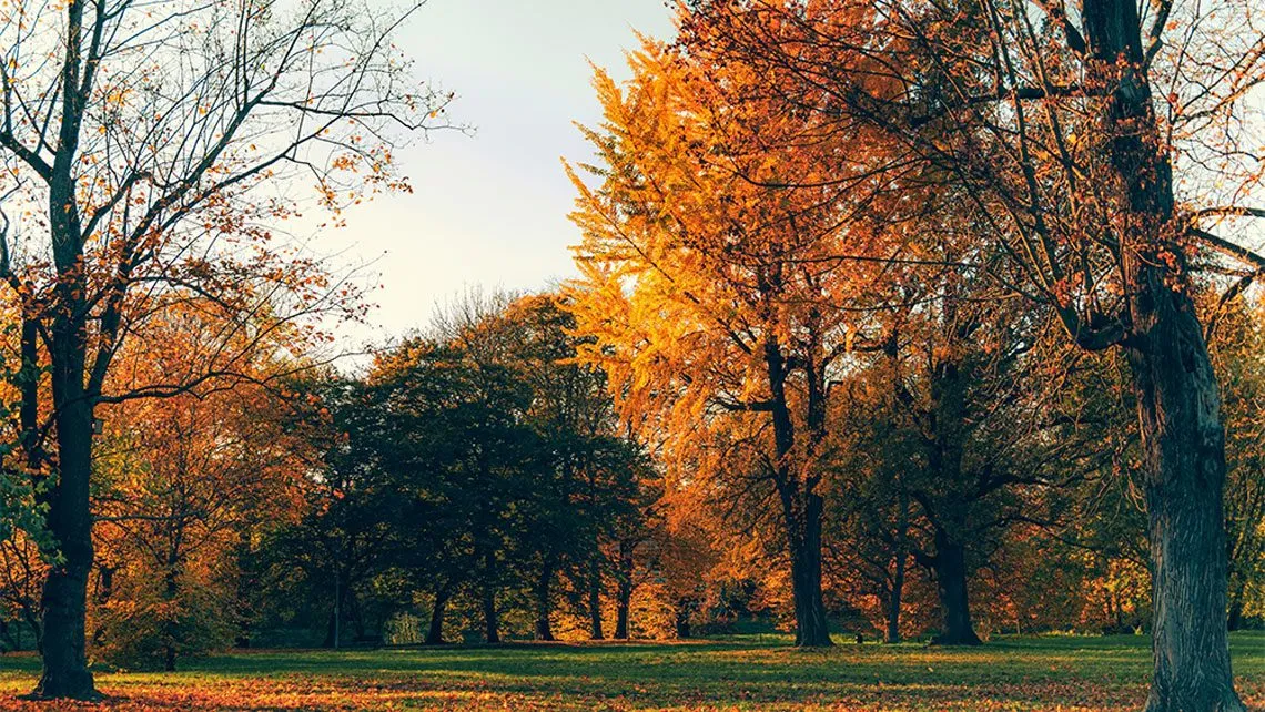 Herbstwald im goldenen Licht