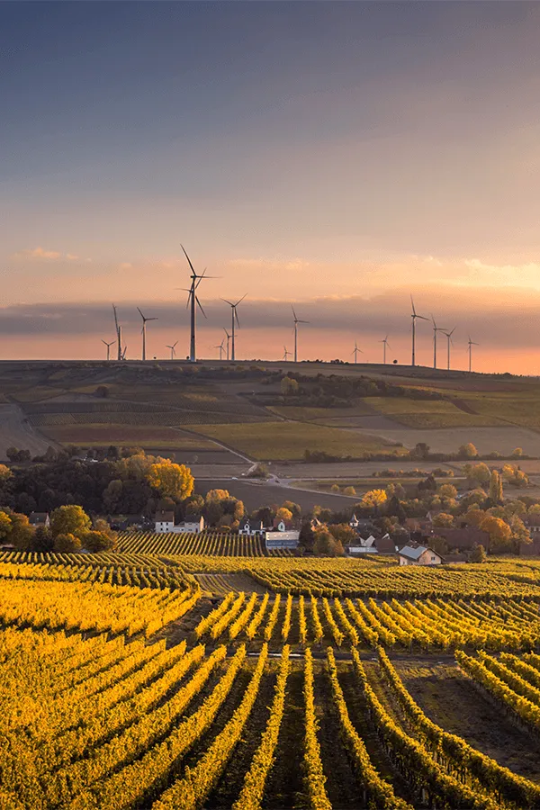 Weinberge und ein Dorf im Abendlicht, im Hintergrund Windräder auf einem Hügel.