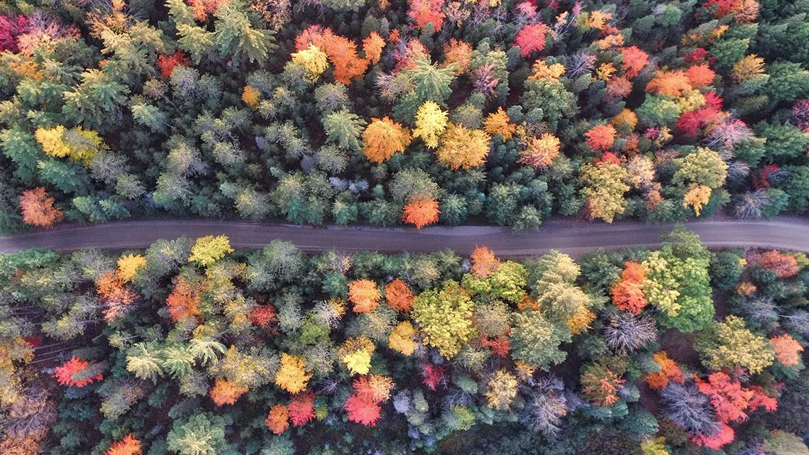 Luftaufnahme einer Straße durch einen herbstlich bunten Wald mit gelbem, orangem und rotem Laub