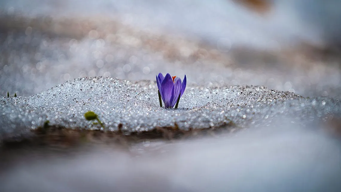 Lila Krokus blüht durch schmelzenden Schnee, im Hintergrund verschwimmt eine Winterlandschaft