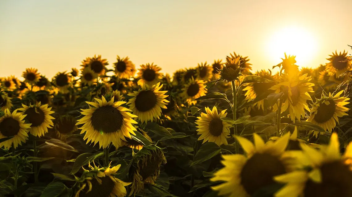 Sonnenblumenfeld im Gegenlicht der tief stehenden Sonne