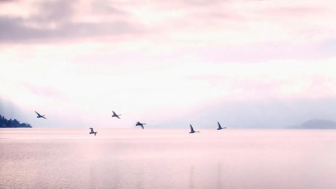 Mehrere Vögel fliegen im Schwarm über ruhiges Wasser bei rosafarbenem Sonnenuntergang