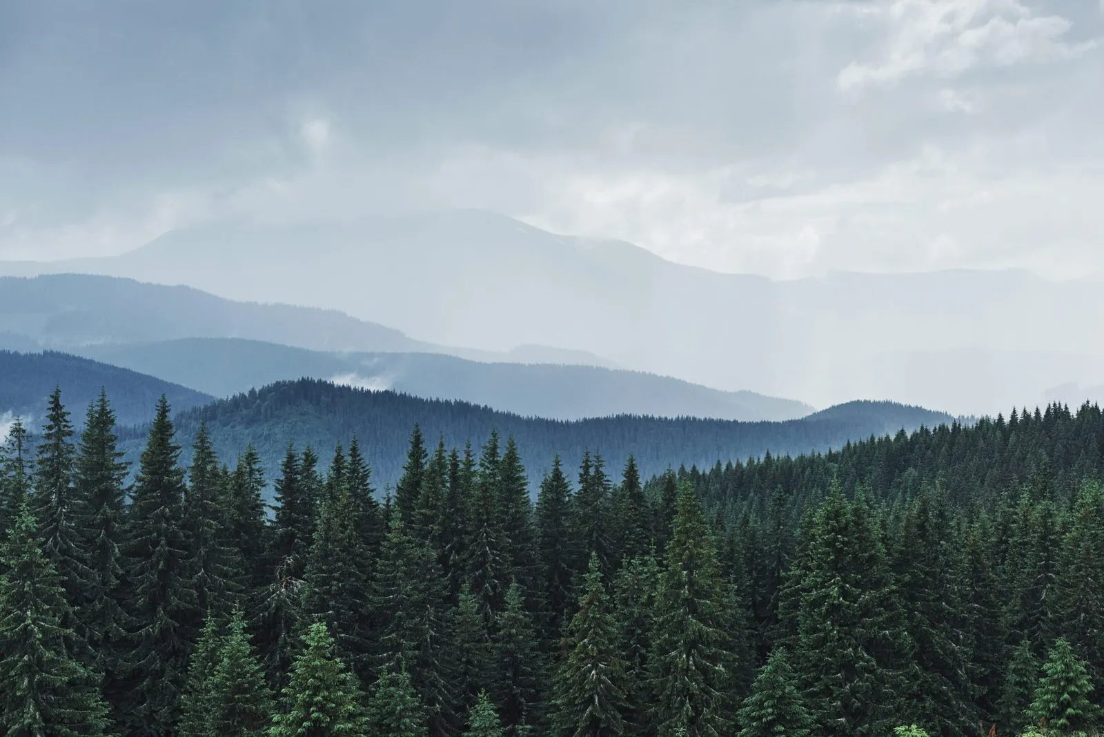 Wälder Aufforsten zur CO2-Kompensation
